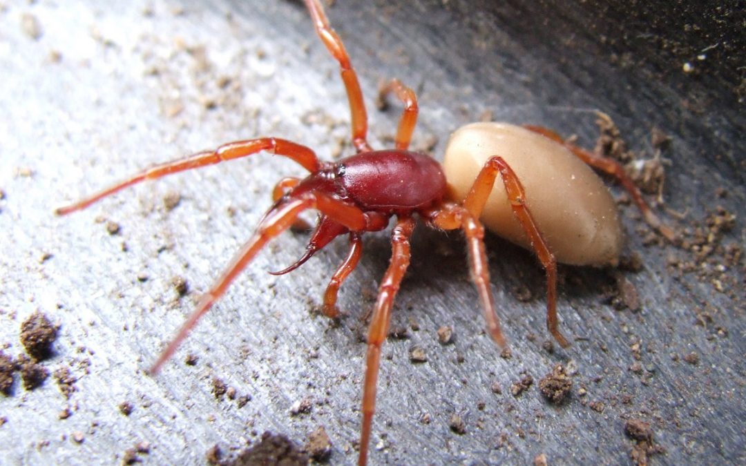 Facts You Should Know About Your Not-So-Friendly Neighborhood Spiders in Utah
