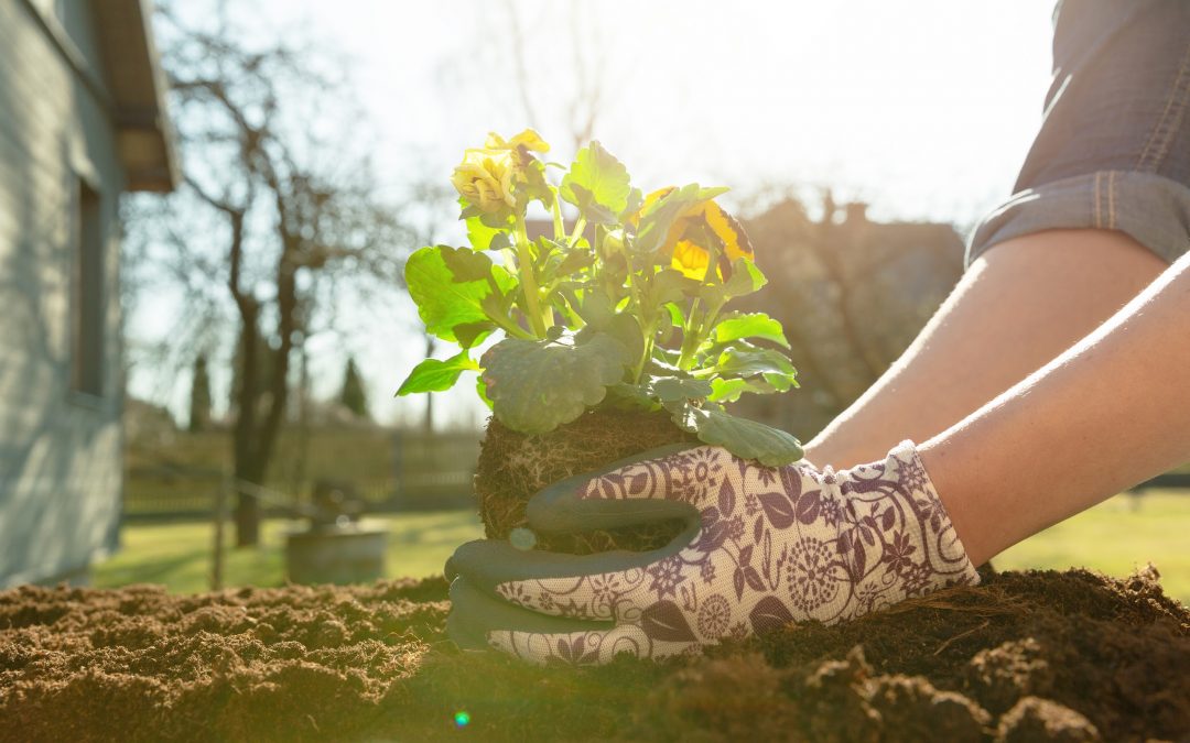 Organic Ways to Control Garden Pests this Spring and Summer