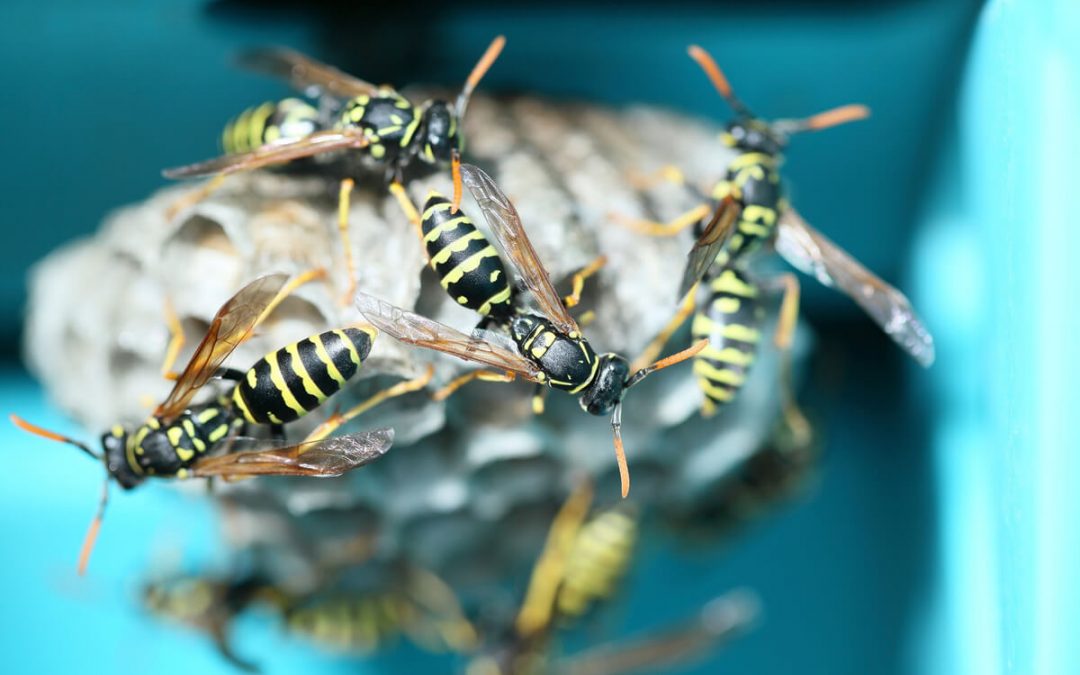 5 Simple Tips to Prevent Bug Bites and Bee Stings