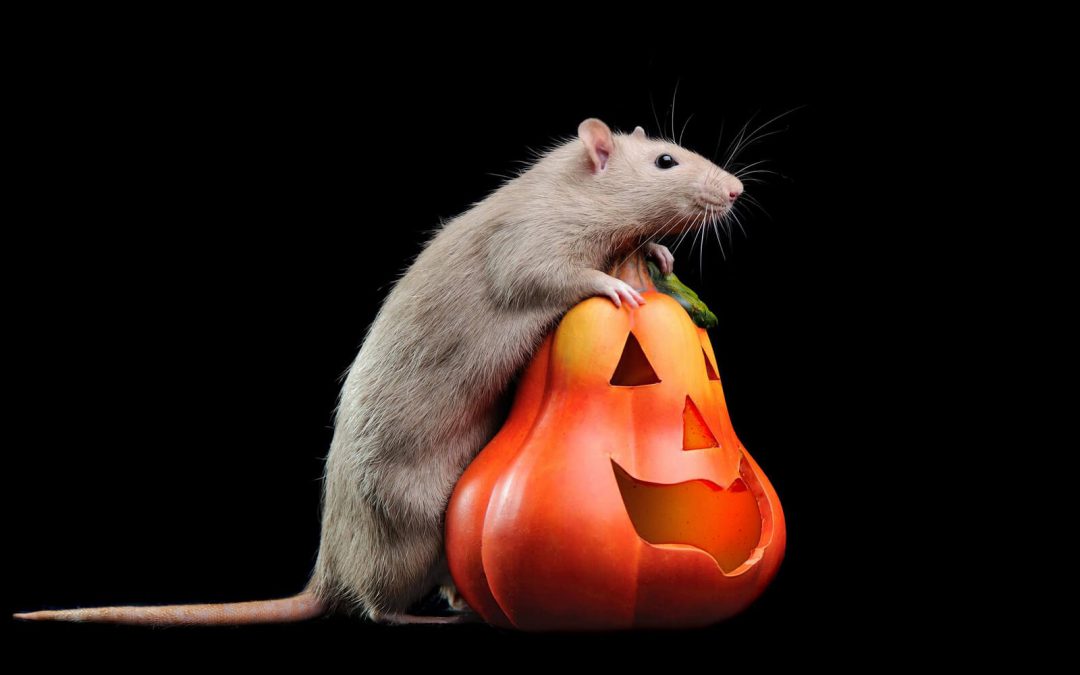 5 Scary Utah Pests to Keep Out at All Costs