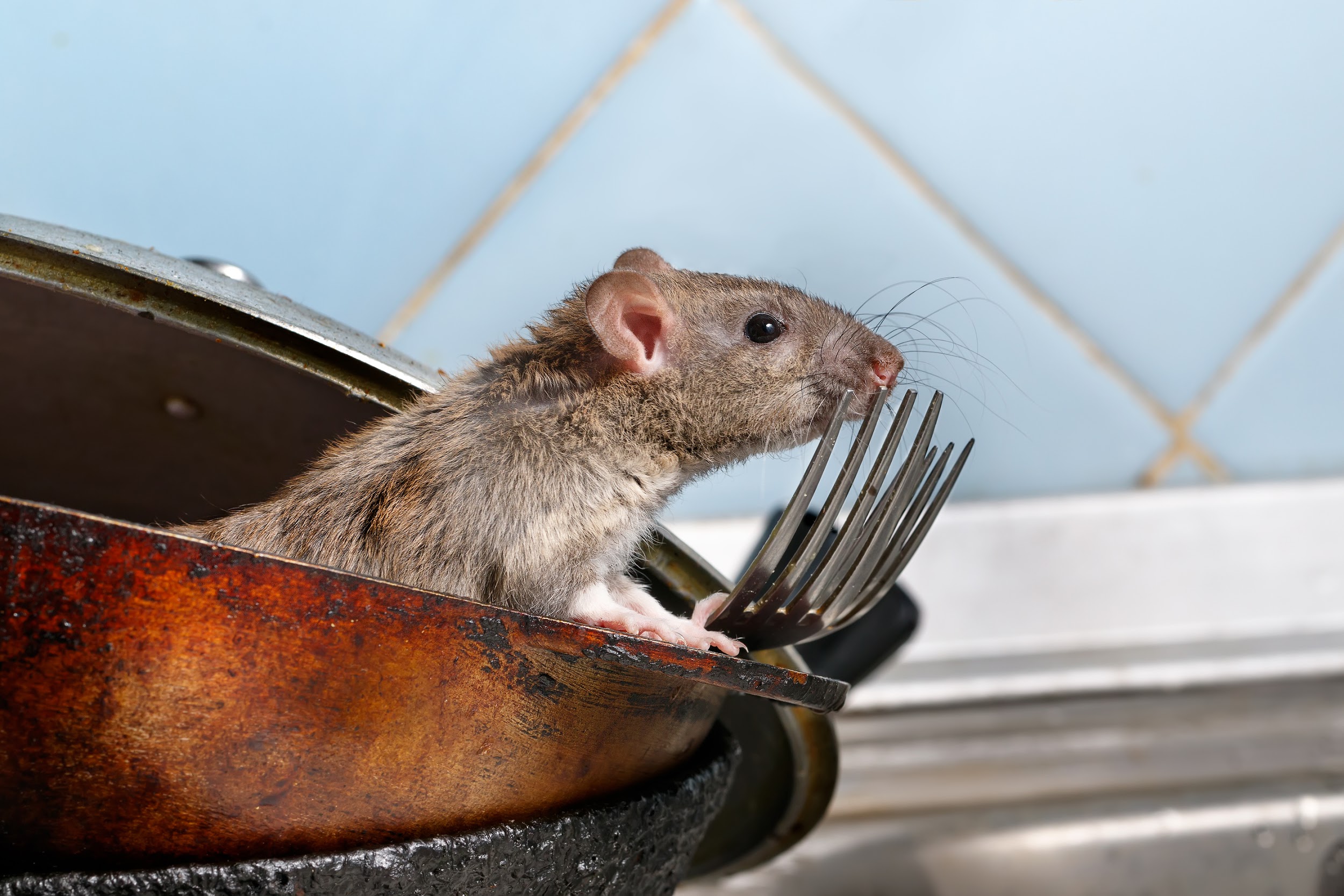 rat on utensils